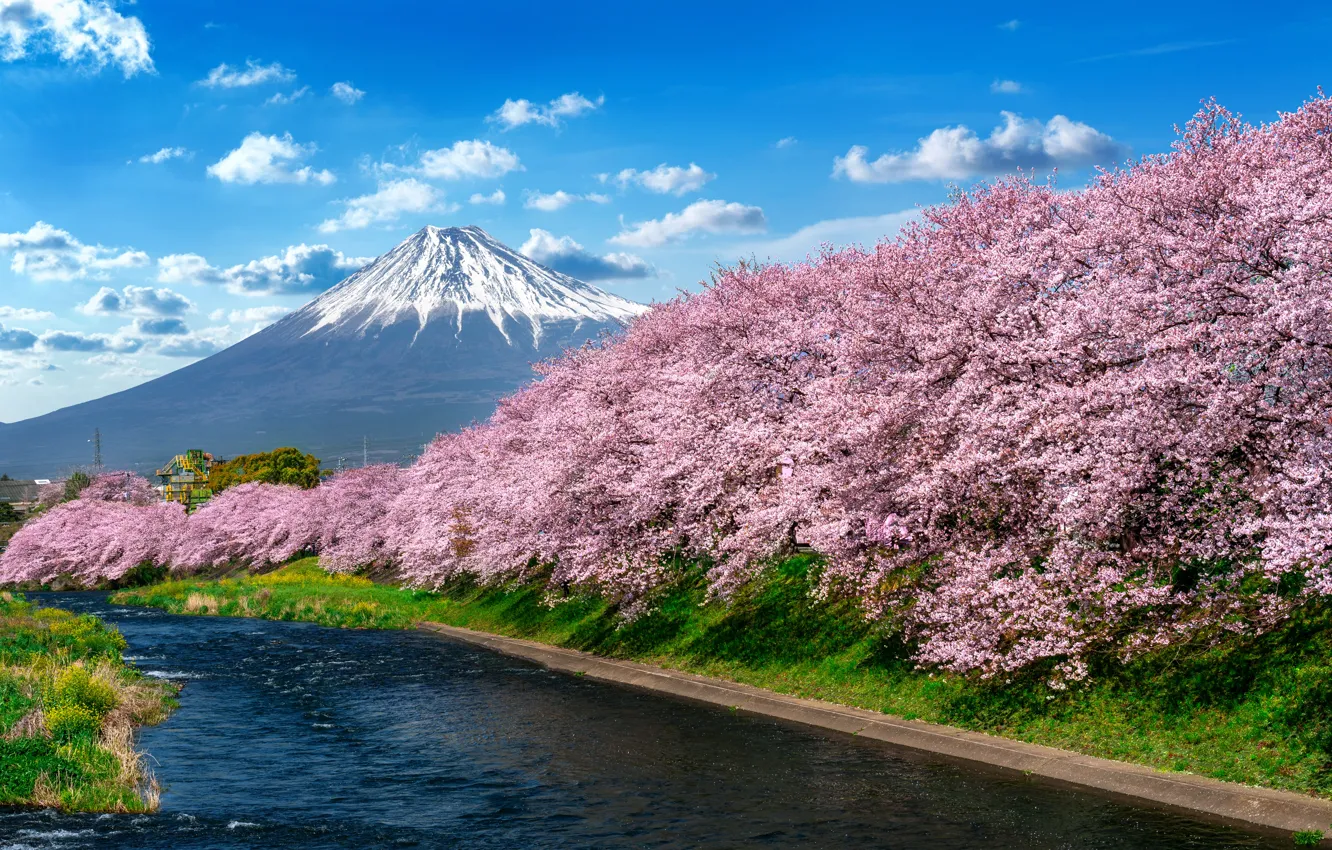 Photo wallpaper river, spring, Japan, Sakura, Japan, flowering, mount Fuji, river
