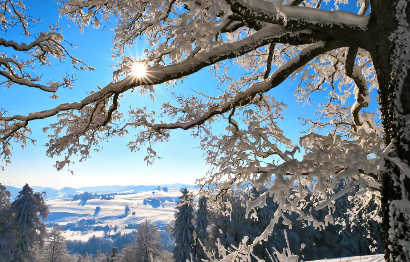 Photo wallpaper winter, the sun, snow, mountains, branches, tree, Switzerland, Switzerland