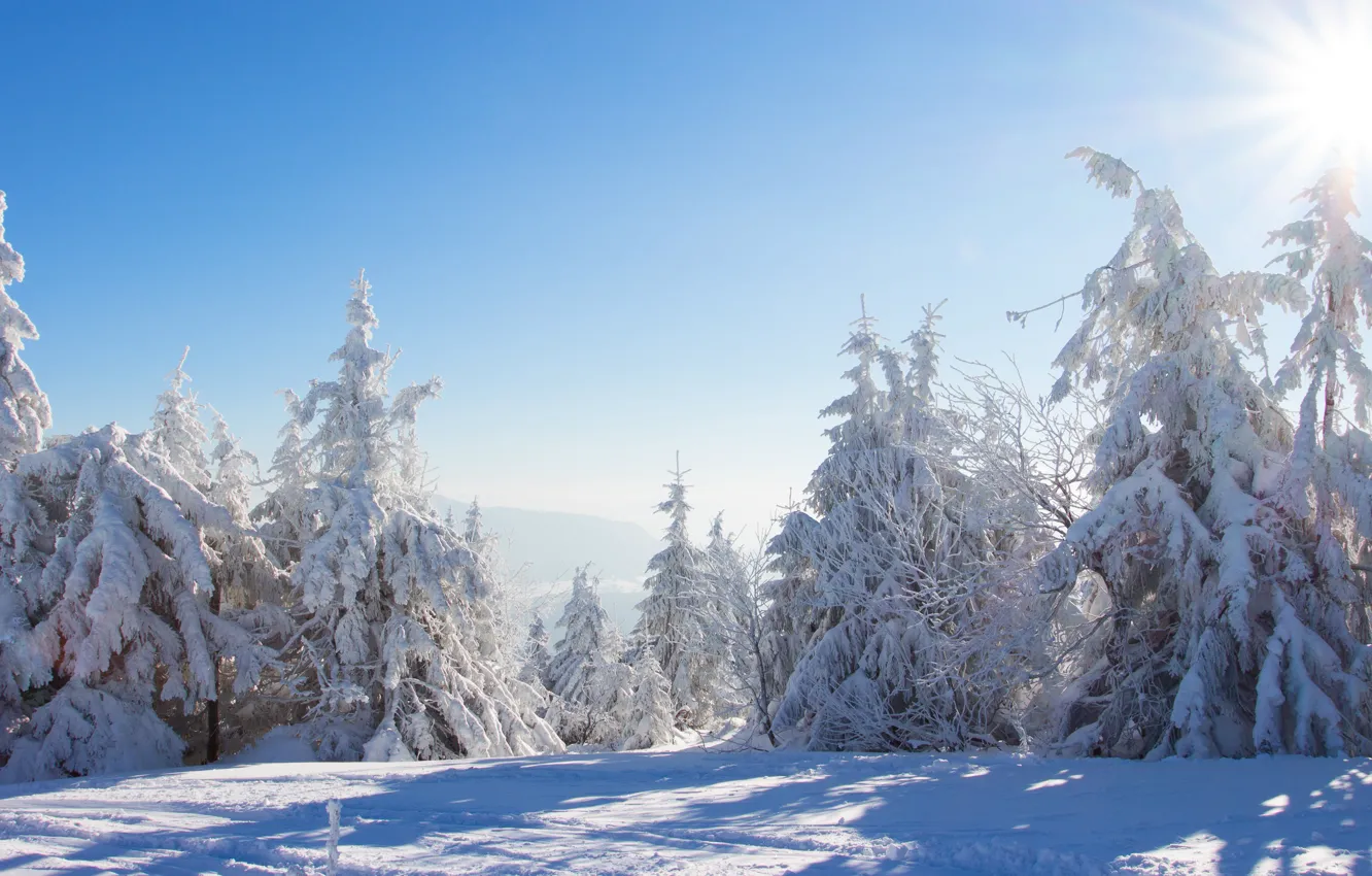 Photo wallpaper winter, forest, the sky, rays, light, snow, landscape, branches