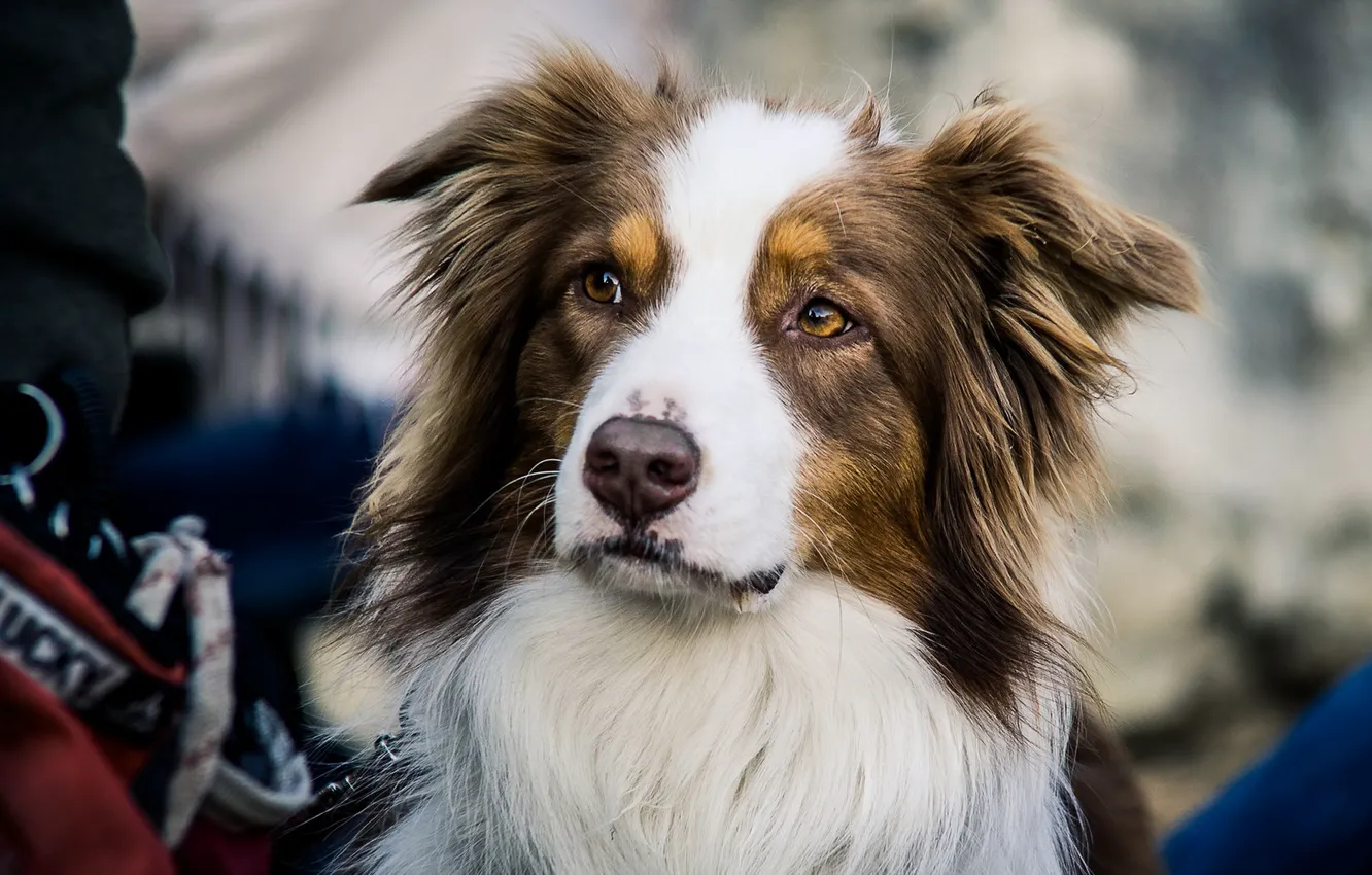 Photo wallpaper look, each, dog, australian shepherd