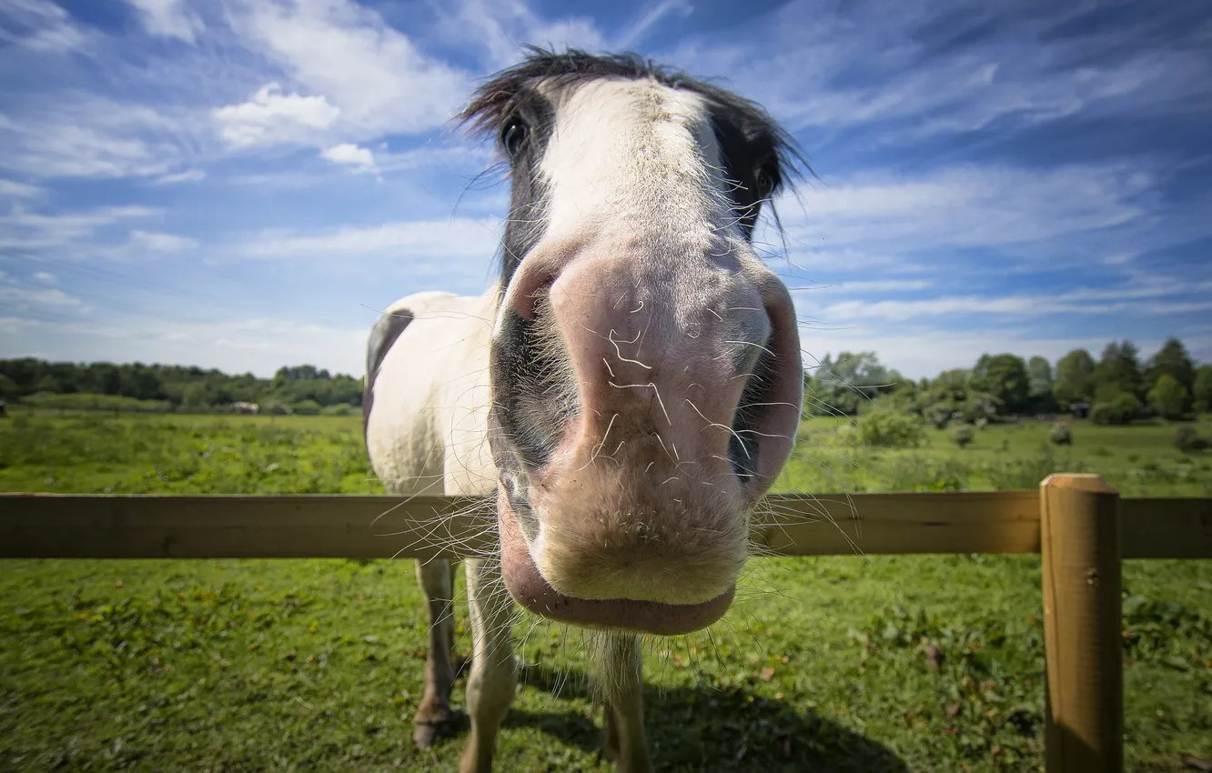 Photo wallpaper face, background, horse