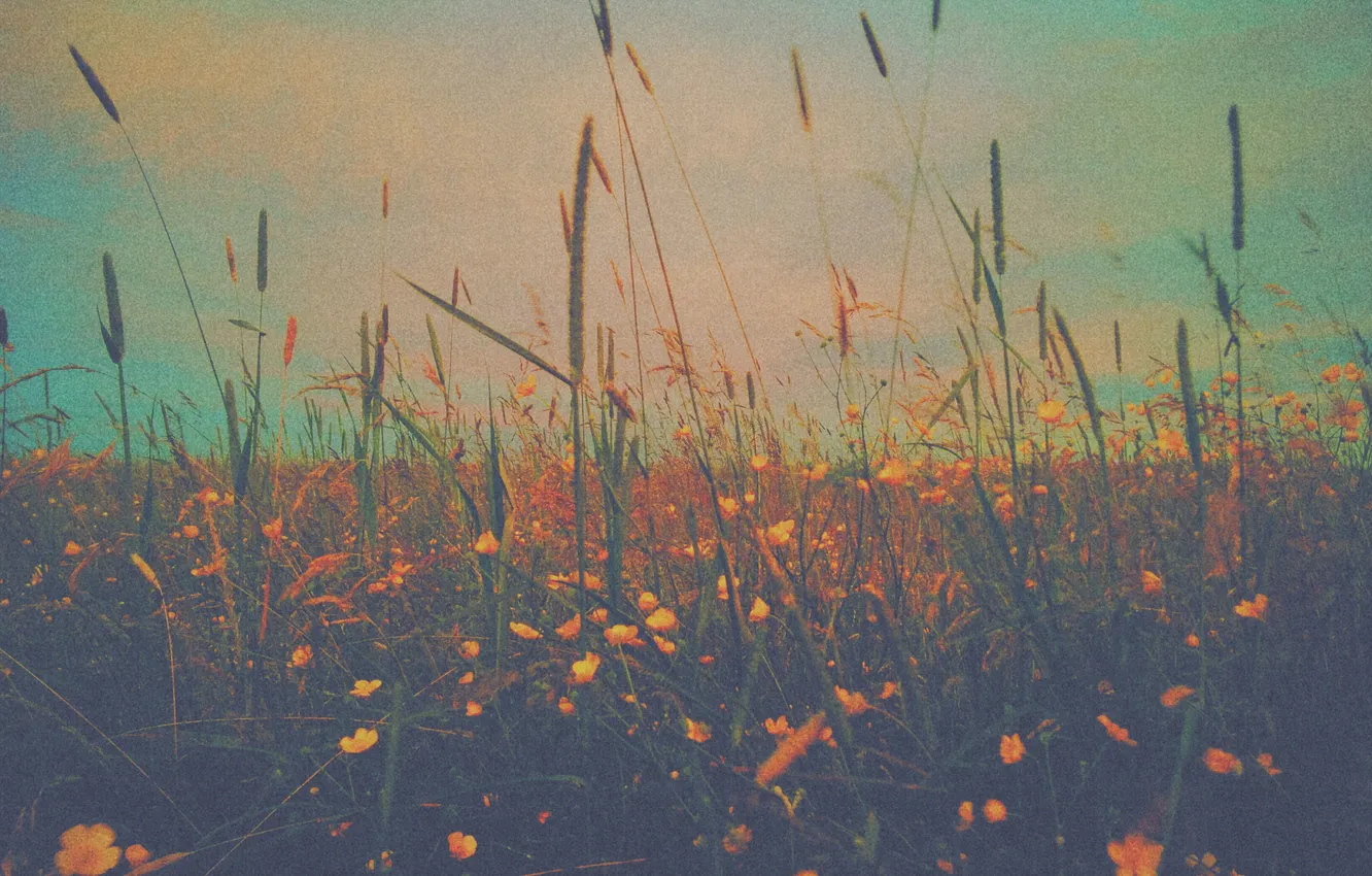 Photo wallpaper the sky, clouds, flowers, stem, the bushes