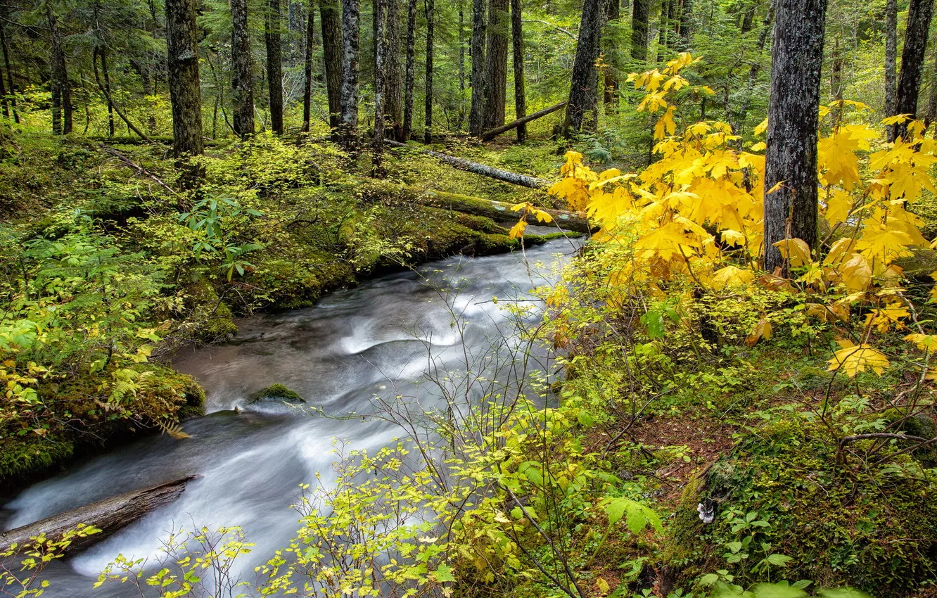 Photo wallpaper forest, nature, river