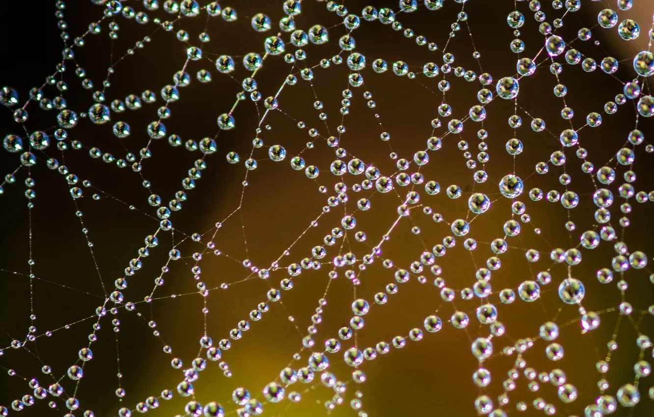 Photo wallpaper water, drops, background, blur, beads, gossamer