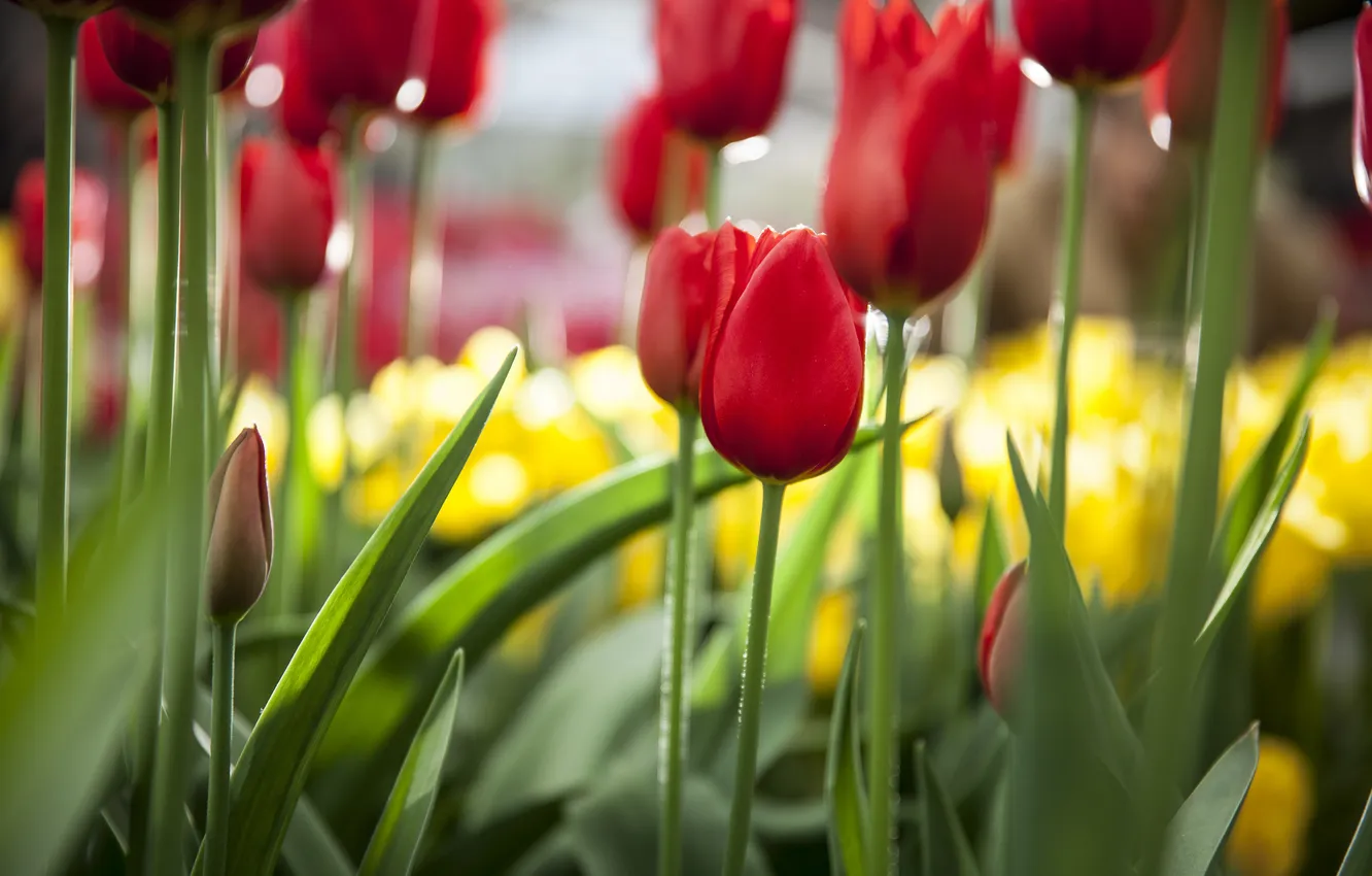 Photo wallpaper flowers, nature, focus, spring, tulips, red
