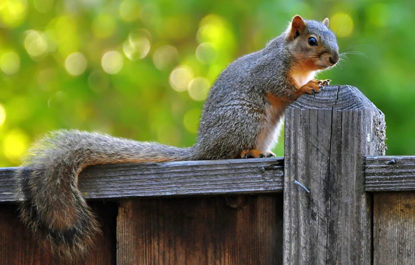 Photo wallpaper gate, protein, animal