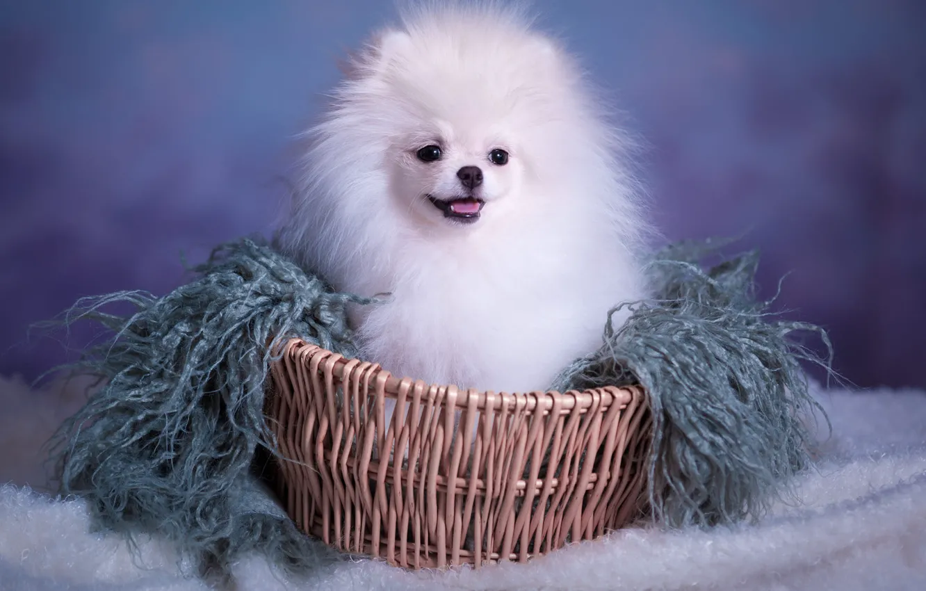 Photo wallpaper white, look, background, blue, basket, portrait, dog, pile