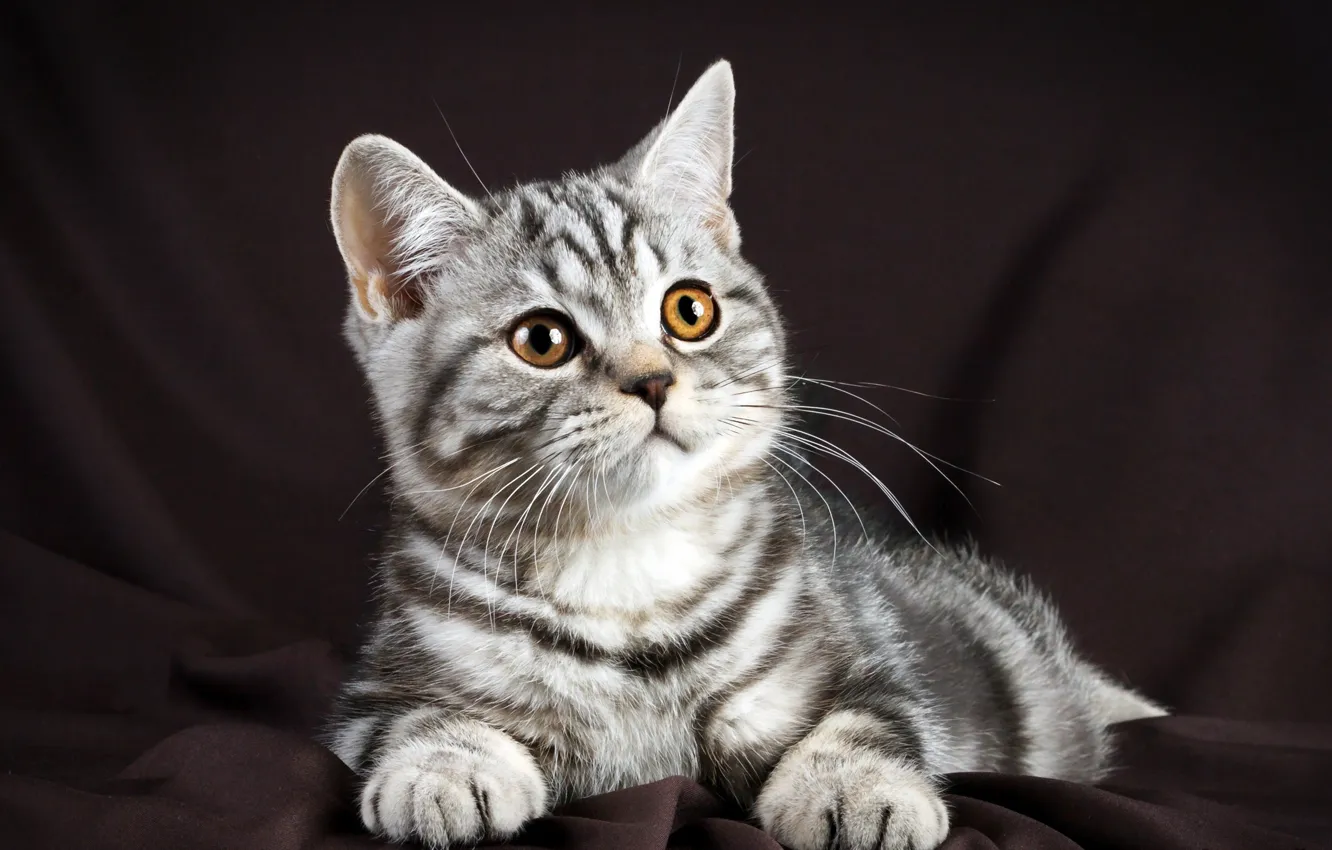Photo wallpaper cat, muzzle, British, Glance, Cats