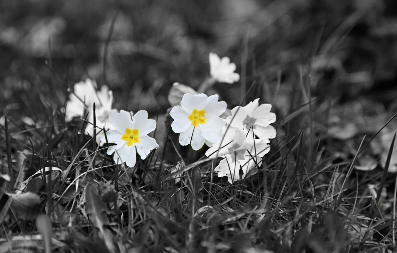 Photo wallpaper grass, flowers, meadow, h\b, buttercups
