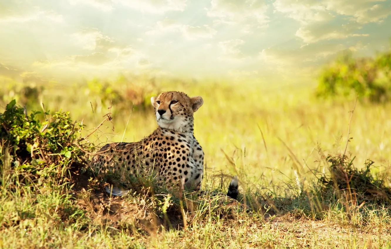 Photo wallpaper look, predator, Cheetah, Savannah, Africa, Cheetah, Savanna