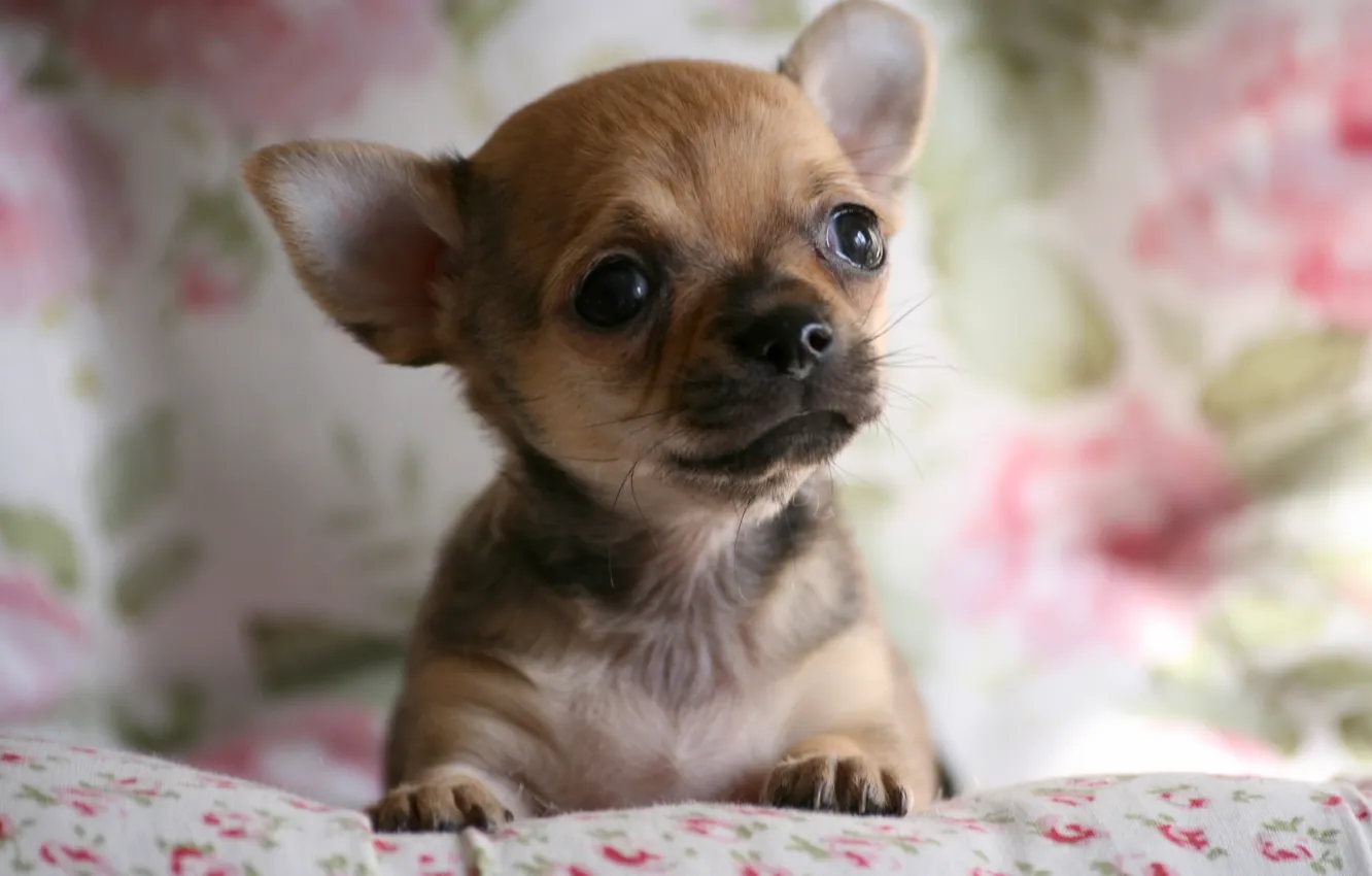 Photo wallpaper dog, face, Chihuahua, doggie