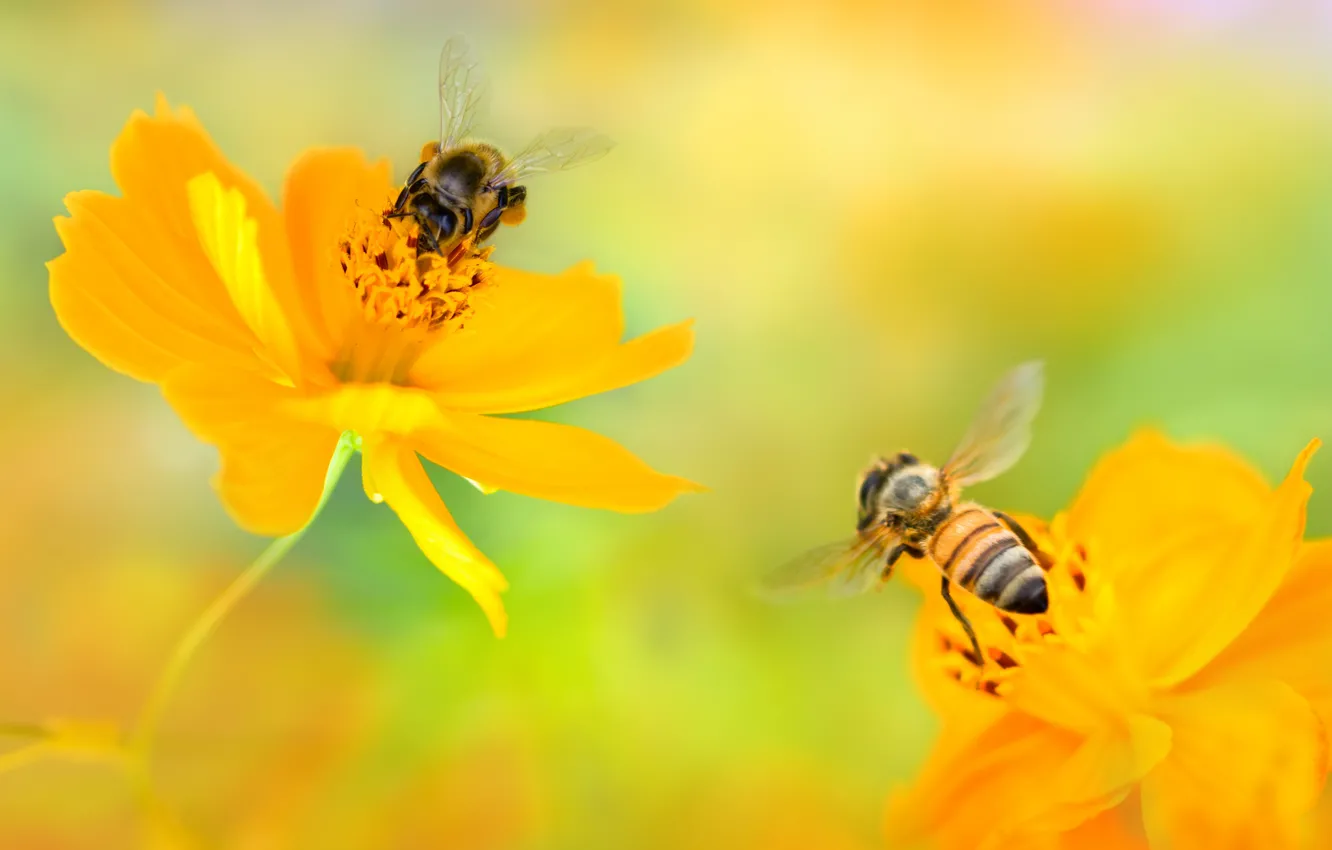 Photo wallpaper flowers, two, yellow, bees, kosmeya