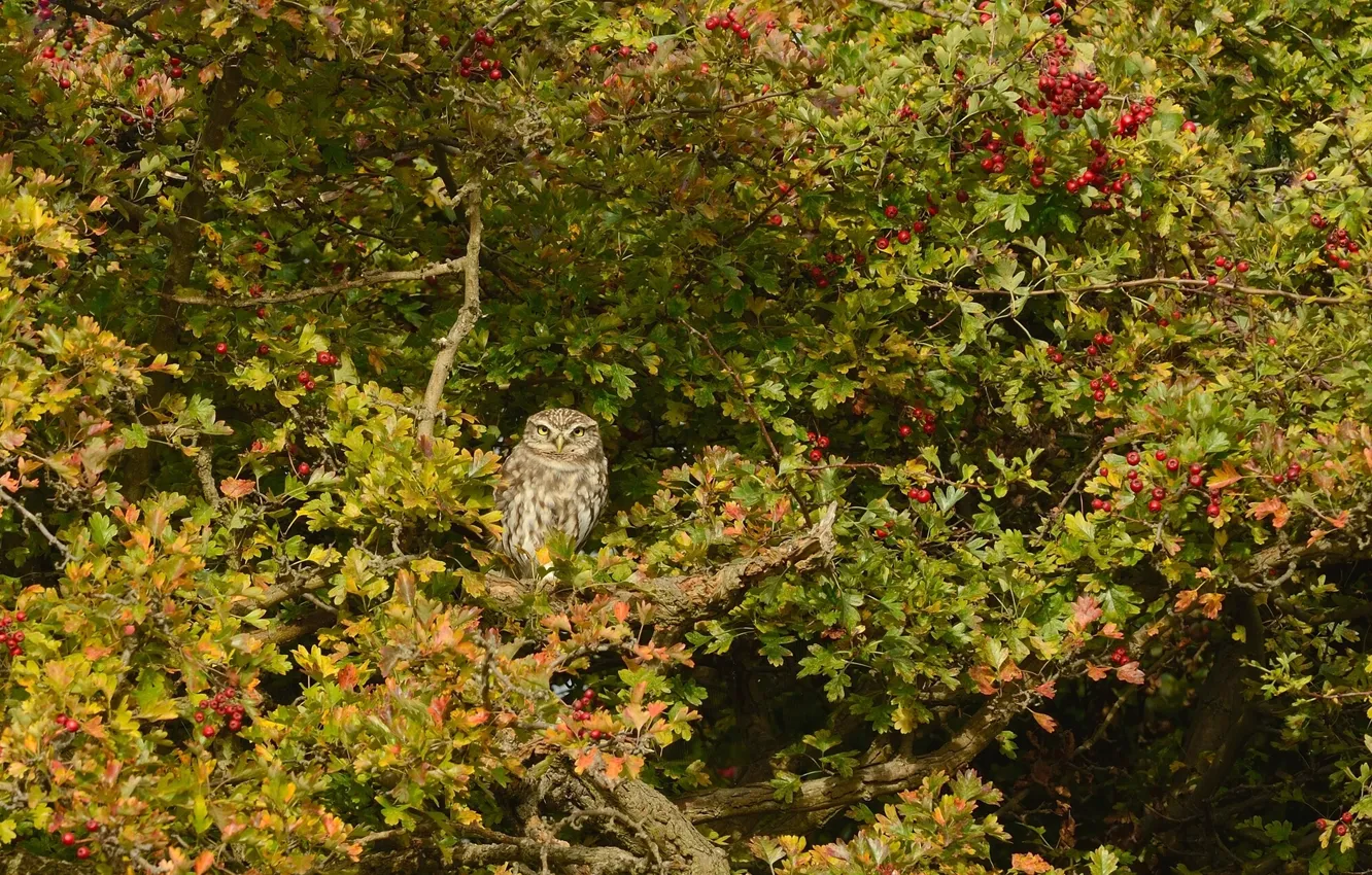 Photo wallpaper tree, owl, bird, The little owl, hawthorn