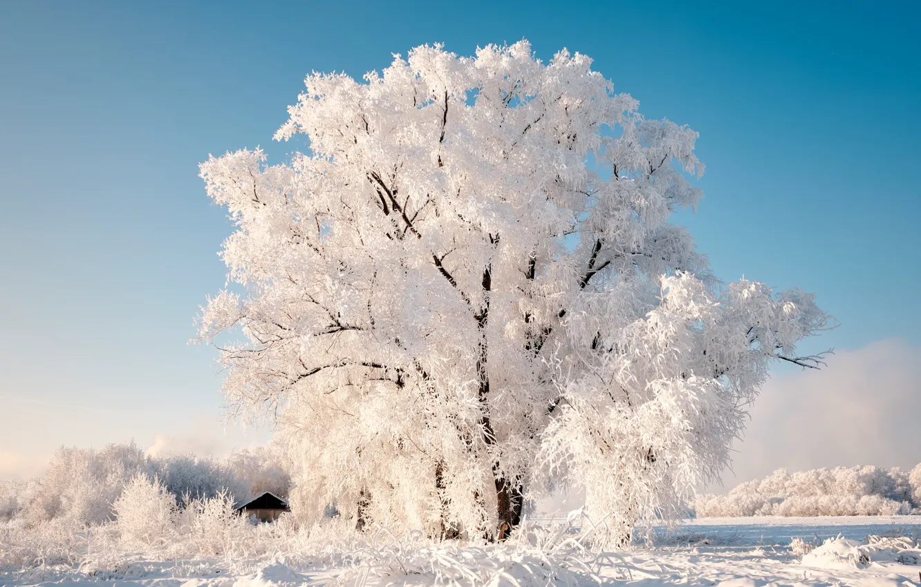 Photo wallpaper winter, frost, snow, trees, landscape, nature, home, Konstantin Leontiev