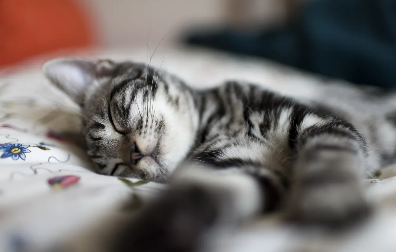 Photo wallpaper cat, kitty, grey, stay, sleep, striped, slumber