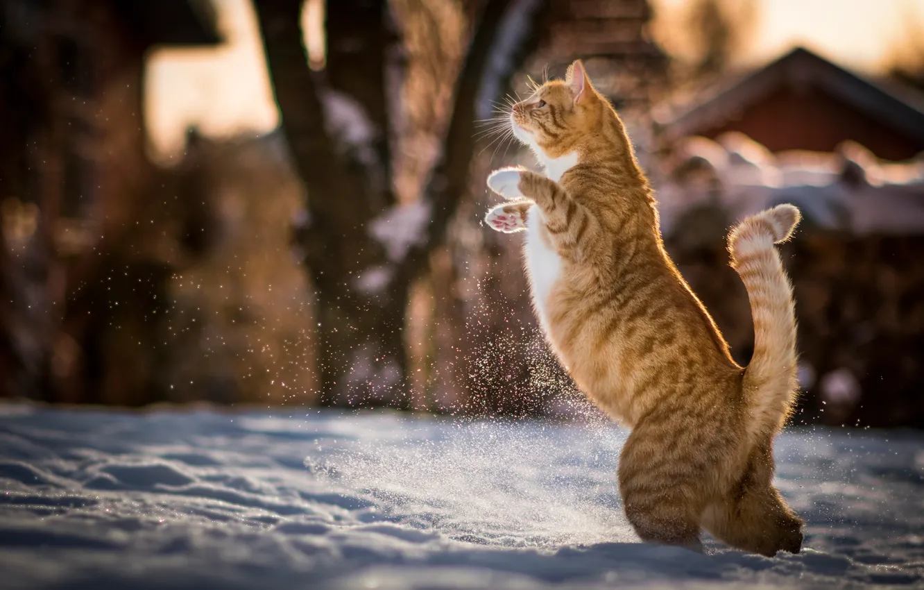 Photo wallpaper winter, cat, snow, red, Kote, on hind legs