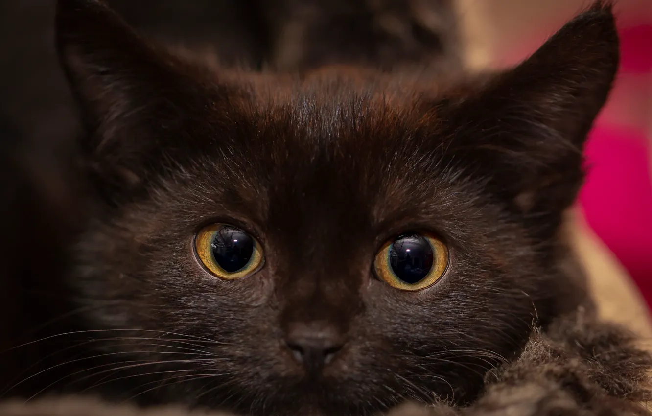 Photo wallpaper cat, eyes, look, face, close-up, kitty, dark, cat