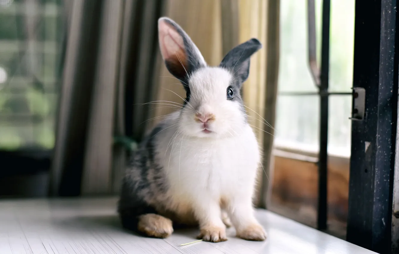 Photo wallpaper look, rabbit, window