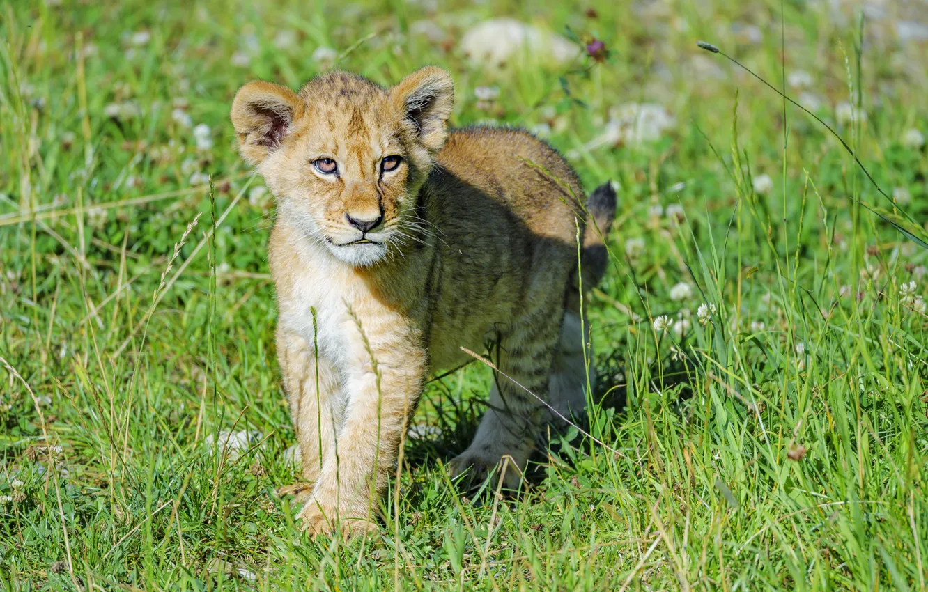 Photo wallpaper grass, baby, lion
