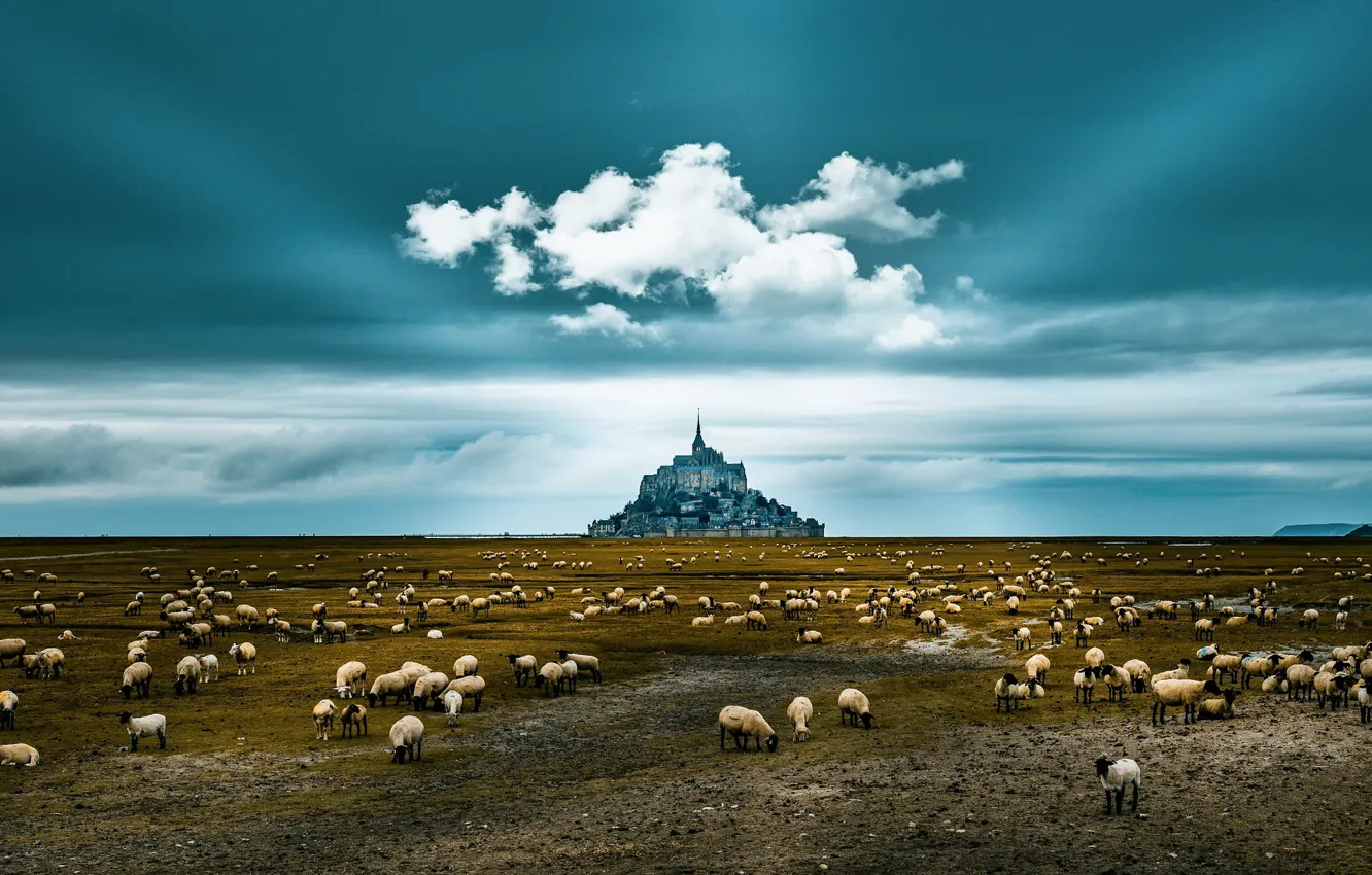 Photo wallpaper nature, sheep, Mont St Michel