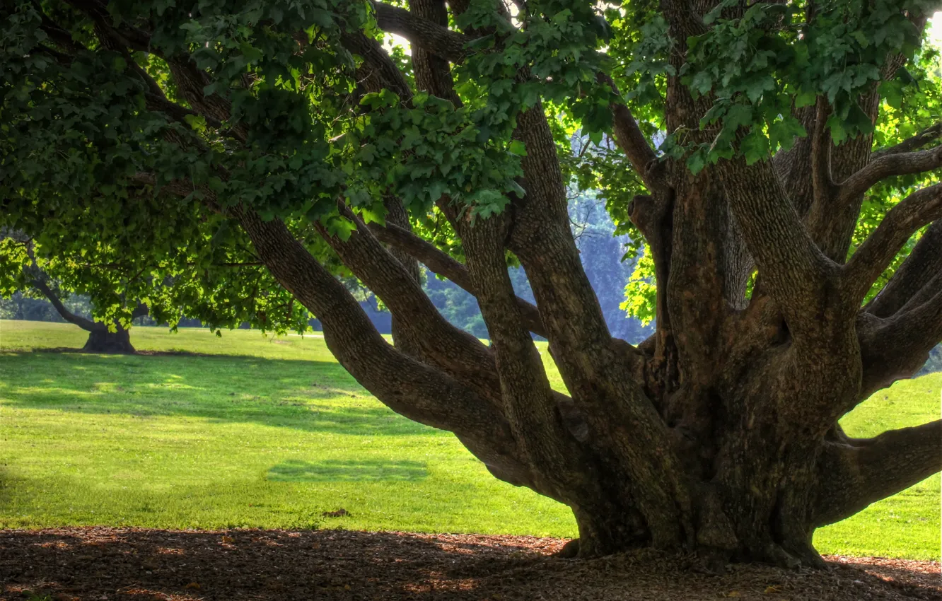 Photo wallpaper leaves, trees, nature, day, trunk