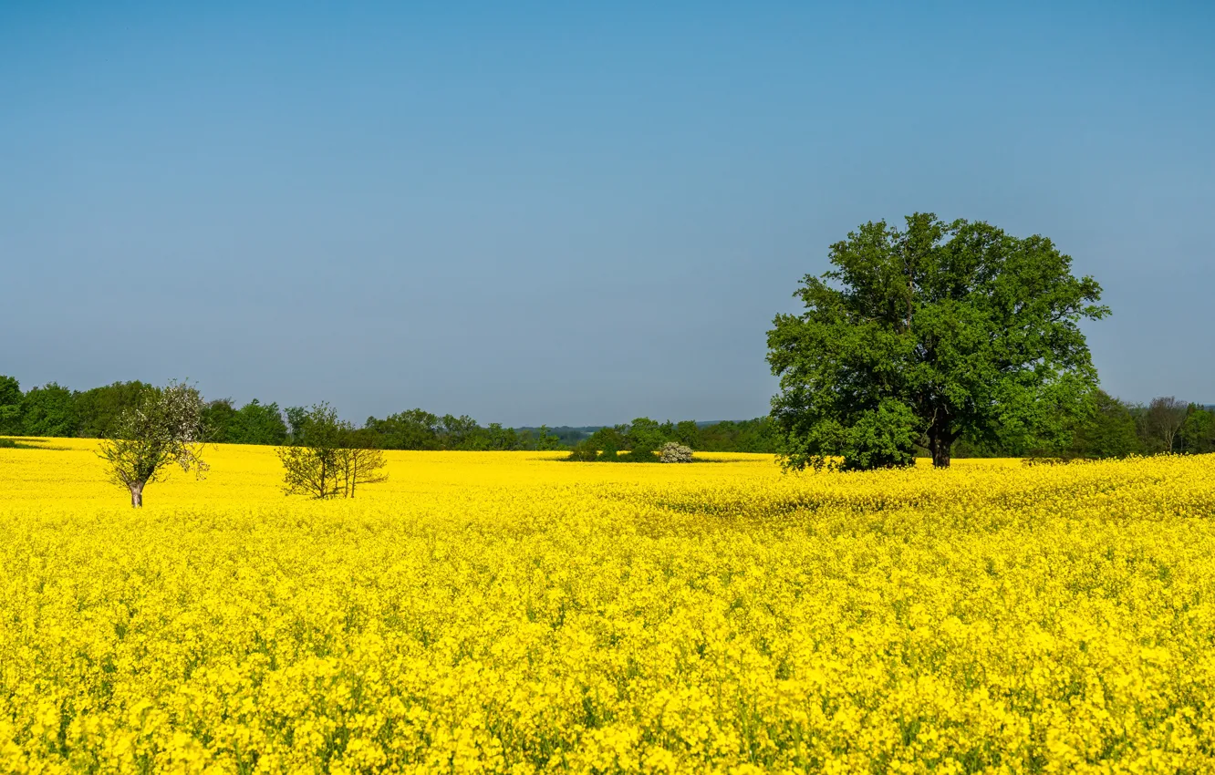 Photo wallpaper field, the sky, trees, flowers, yellow, blue, spring, shrub