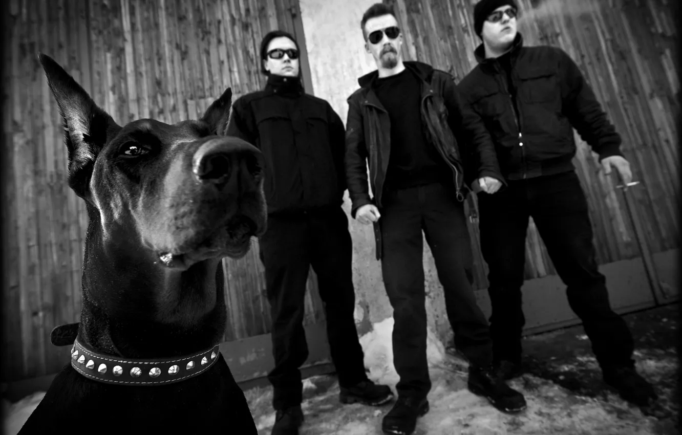 Photo wallpaper Doberman, Predator, Predator, Swedish industrial metal band
