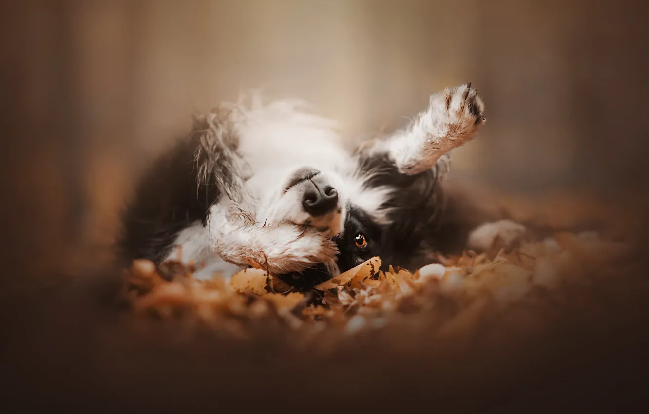 Photo wallpaper autumn, each, dog
