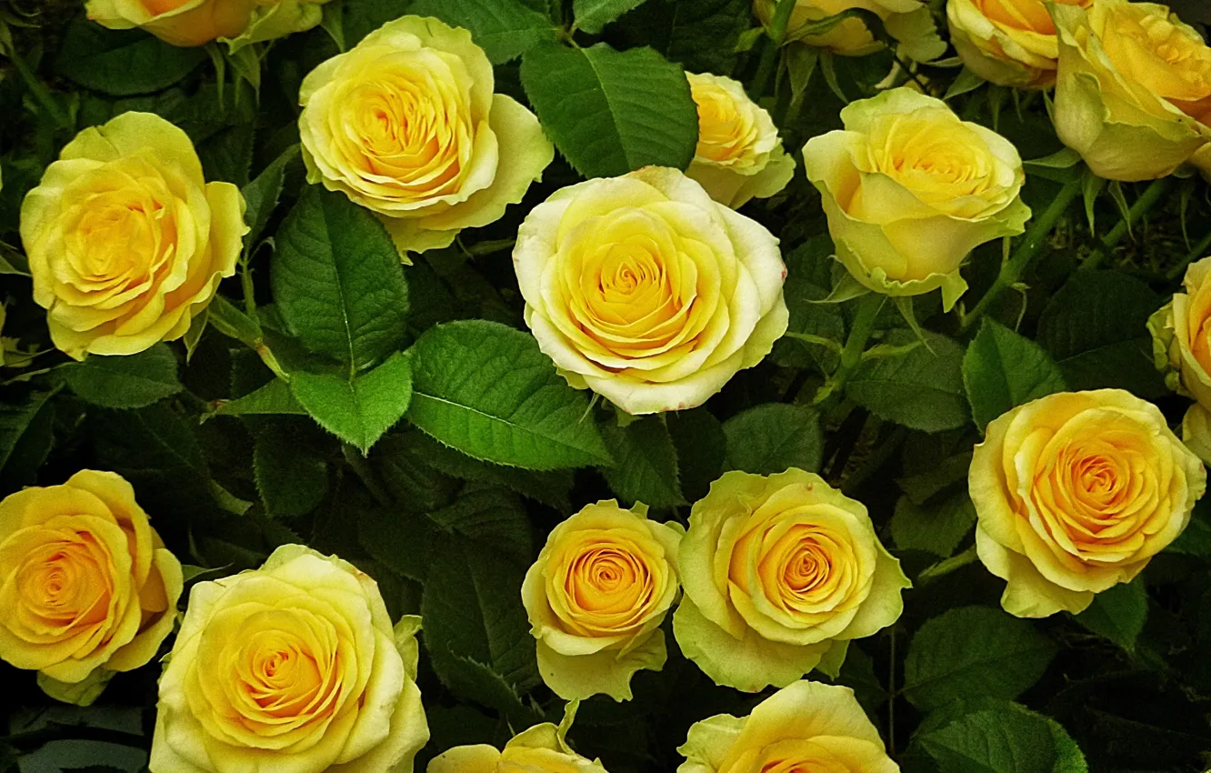 Photo wallpaper flowers, bouquet, yellow roses