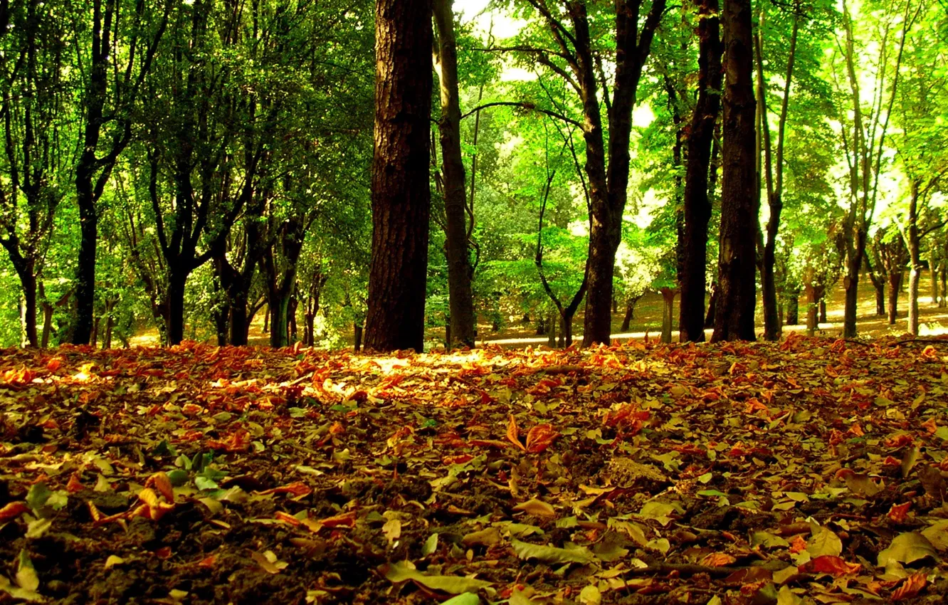 Photo wallpaper wood, autumn, leaf