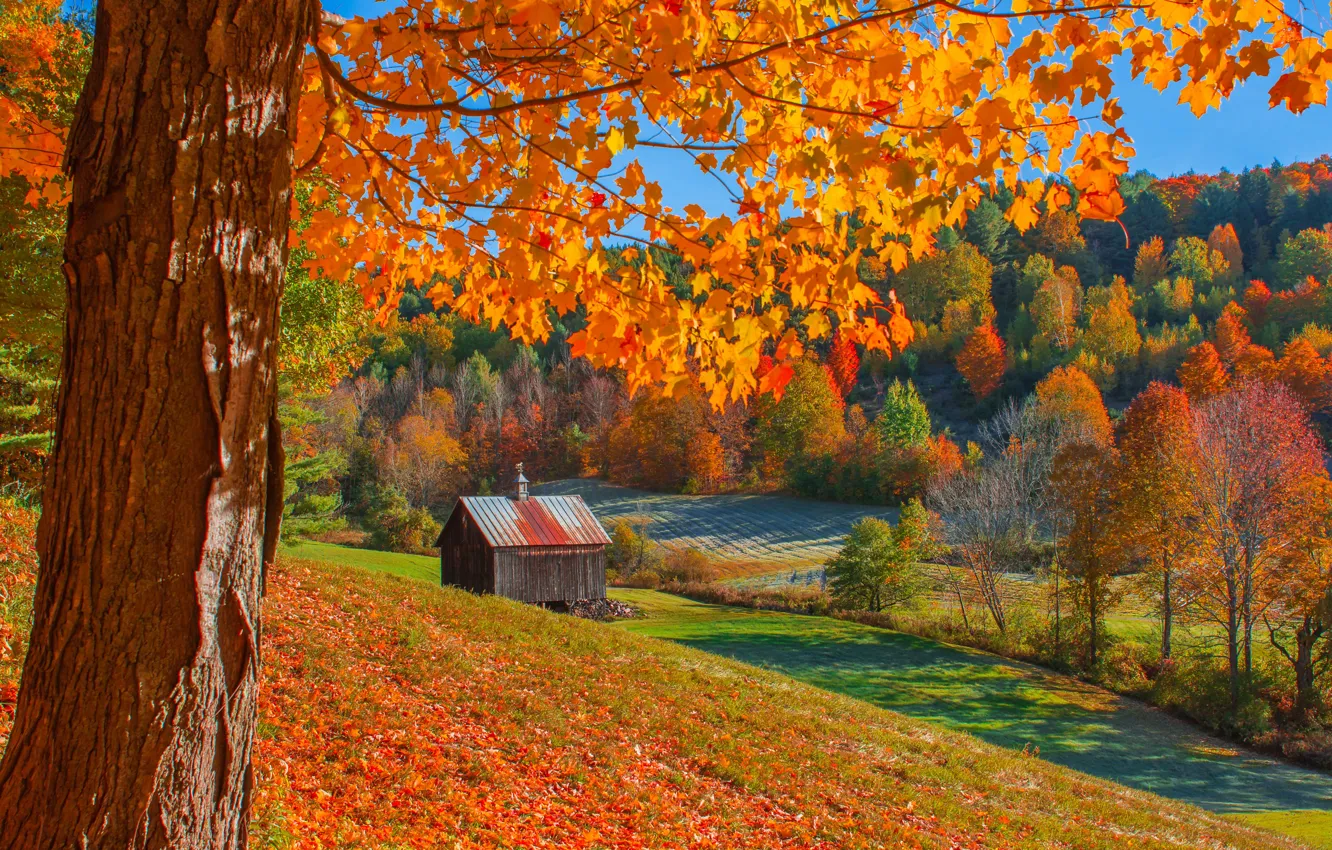 Photo wallpaper autumn, forest, trees, the barn, Woodstock, Vermont, Vermont, Woodstock