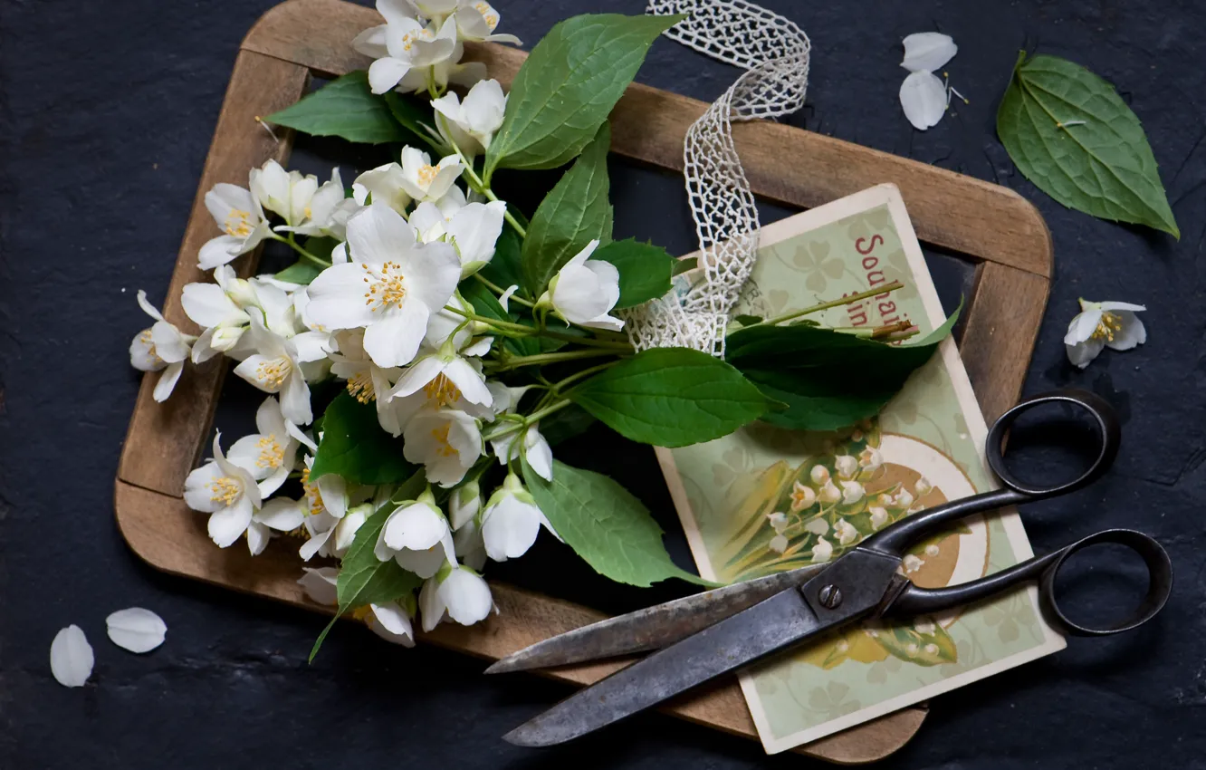 Photo wallpaper flowers, style, Board, still life, a bunch, scissors, postcard, Jasmine