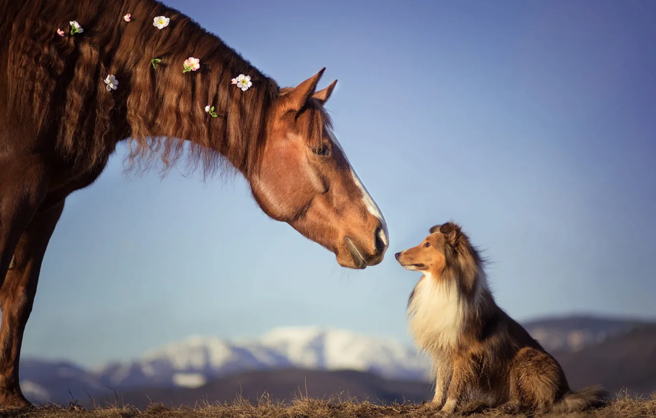 Photo wallpaper animals, horse, dog, a couple, dog, sheltie