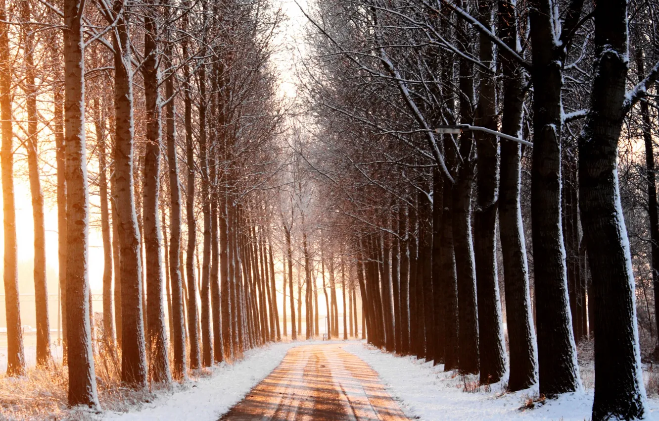 Photo wallpaper winter, road, trees, landscape