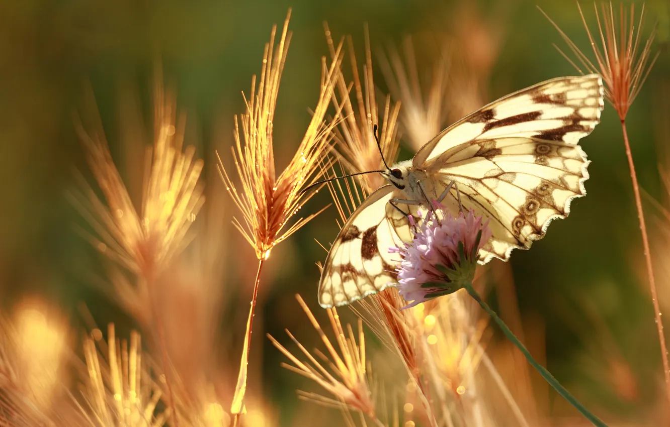 Photo wallpaper flower, grass, macro, light, nature, butterfly