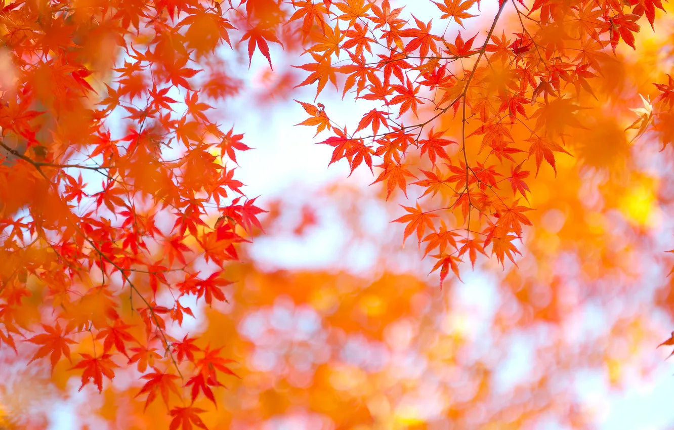 Photo wallpaper autumn, leaves, Japanese maple
