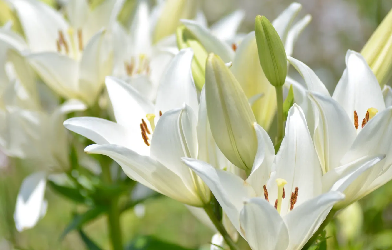 Photo wallpaper macro, Lily, petals, buds, white lilies