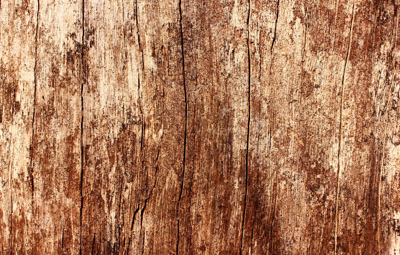Photo wallpaper tree, texture, oak