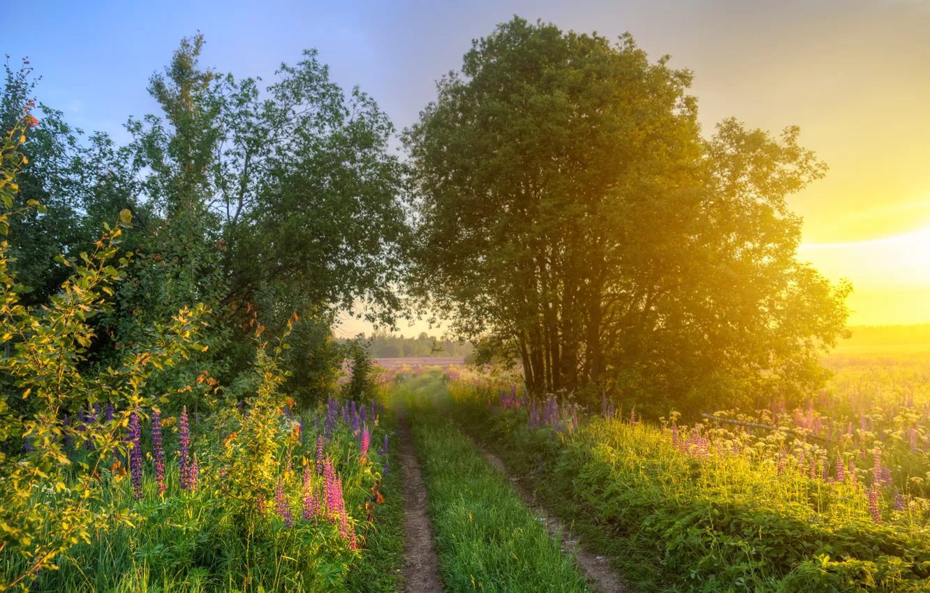 Photo wallpaper summer, the sun, trees, sunset, flowers, nature, photo, Eduard Gordeev