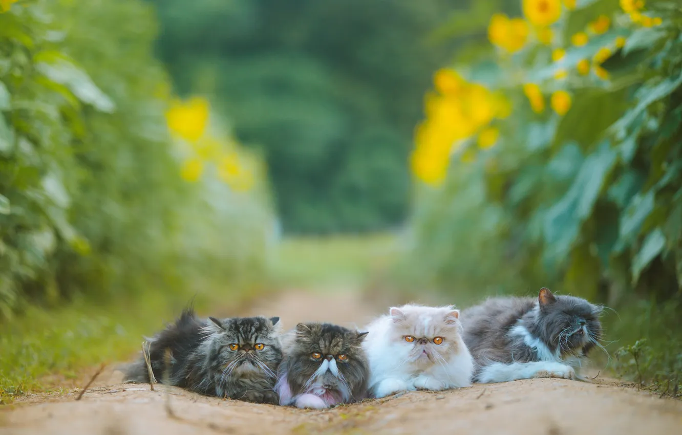 Photo wallpaper cat, summer, cat, look, sunflowers, flowers, nature, pose