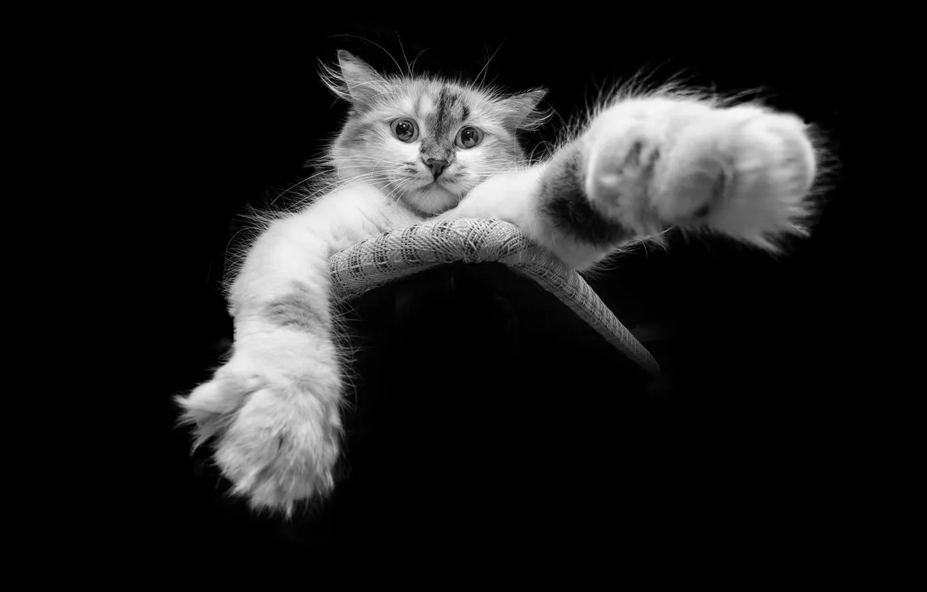 Photo wallpaper cat, paw, black and white picture