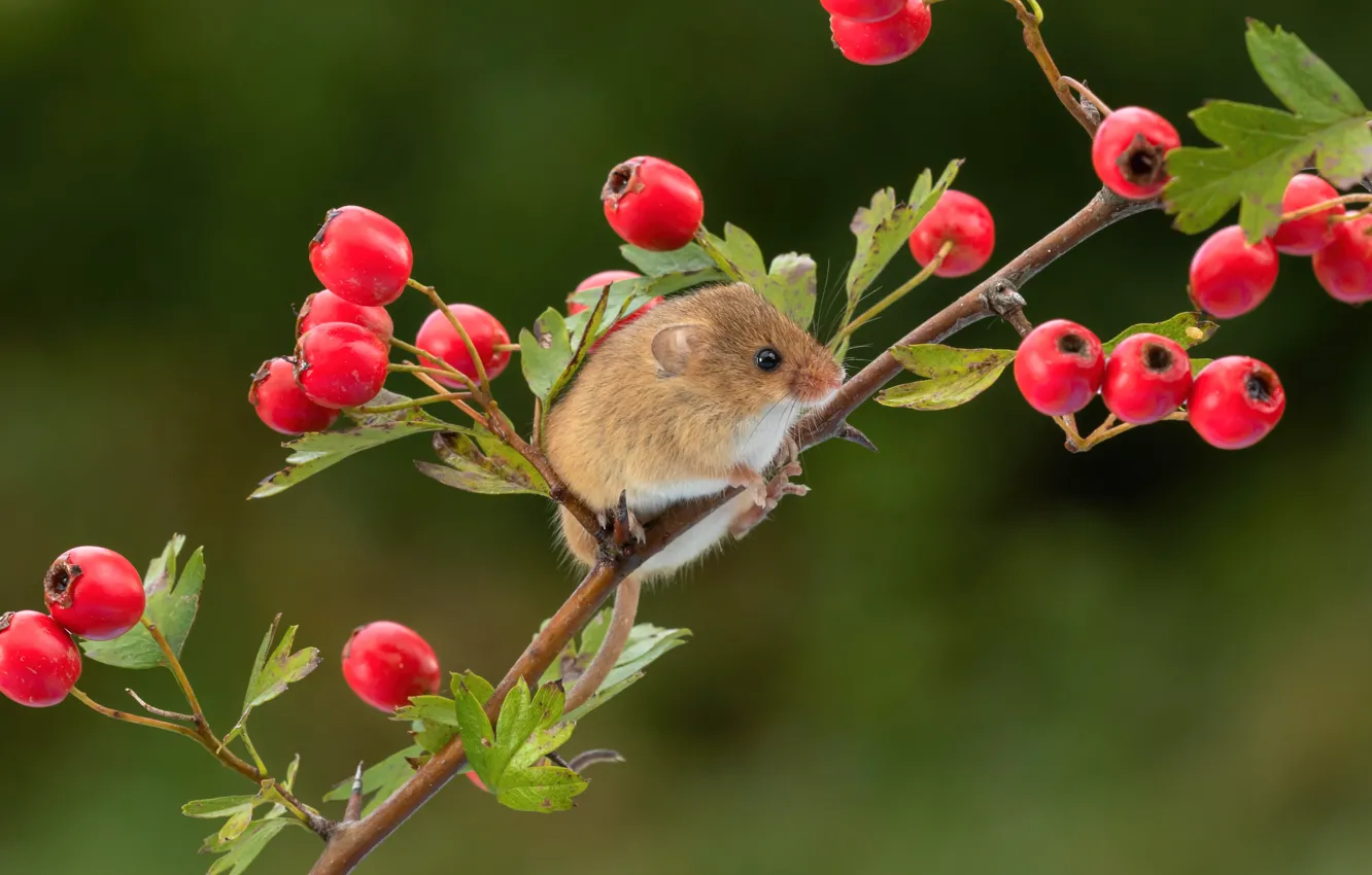 Photo wallpaper berries, background, branch, mouse, rodent, hawthorn, the mouse is tiny