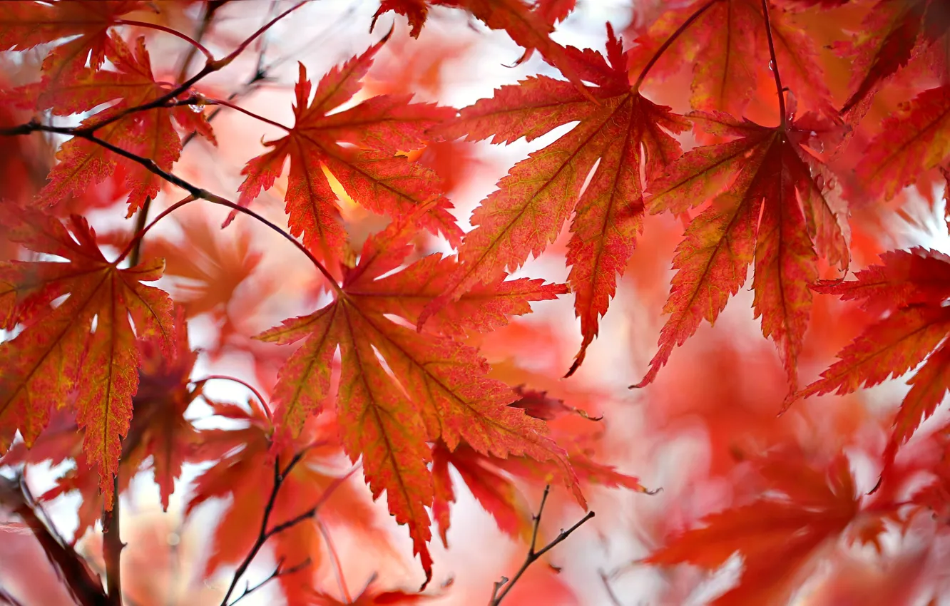 Photo wallpaper autumn, leaves, the crimson