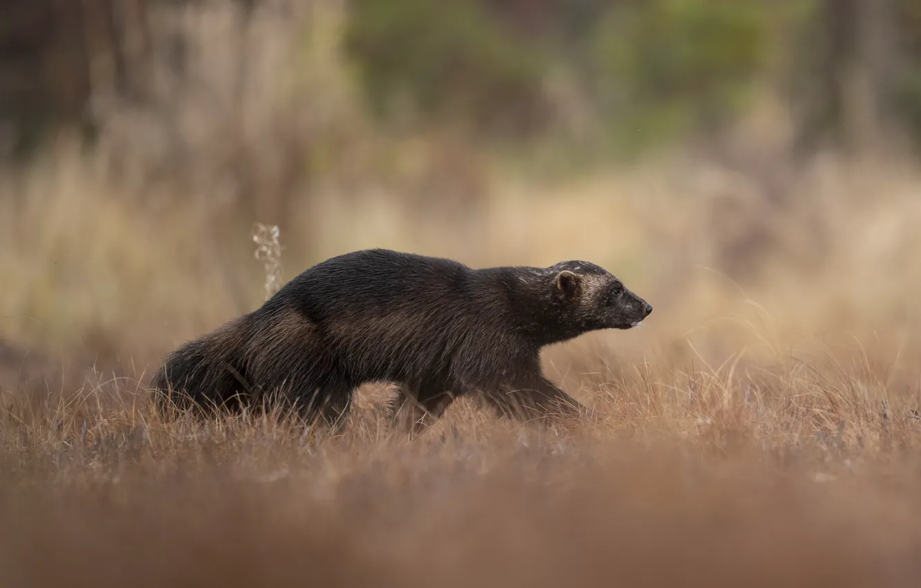 Photo wallpaper grass, glade, profile, Wolverine, walk, bokeh