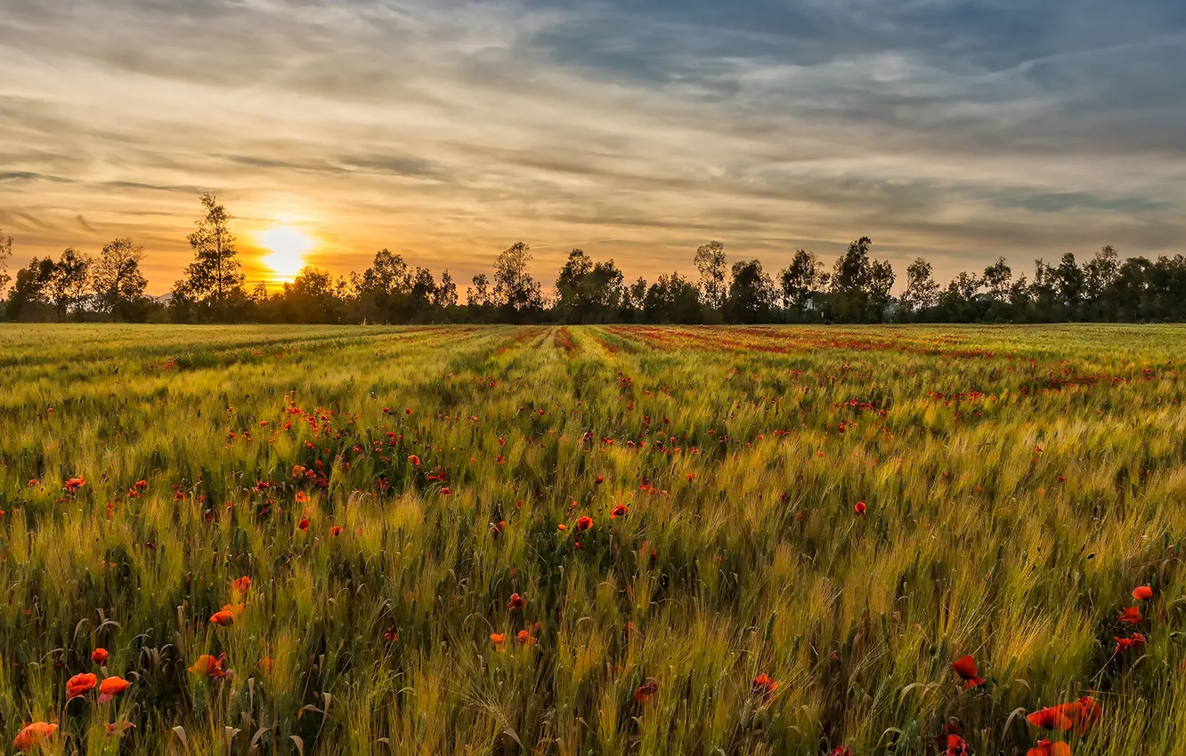 Photo wallpaper summer, the sky, the sun, clouds, trees, sunset, flowers, red