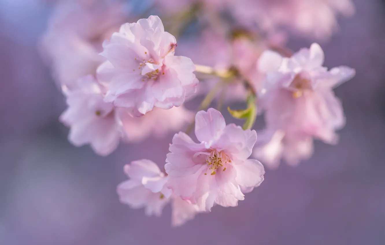 Photo wallpaper macro, flowers, cherry, background, Sakura, flowering