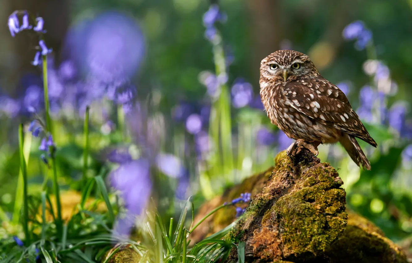 Photo wallpaper bird, bokeh, little owl, Owl - like