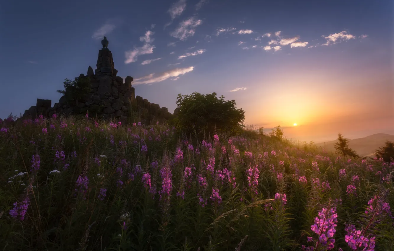 Photo wallpaper flowers, morning, Ivan-tea, field, dawn, stones