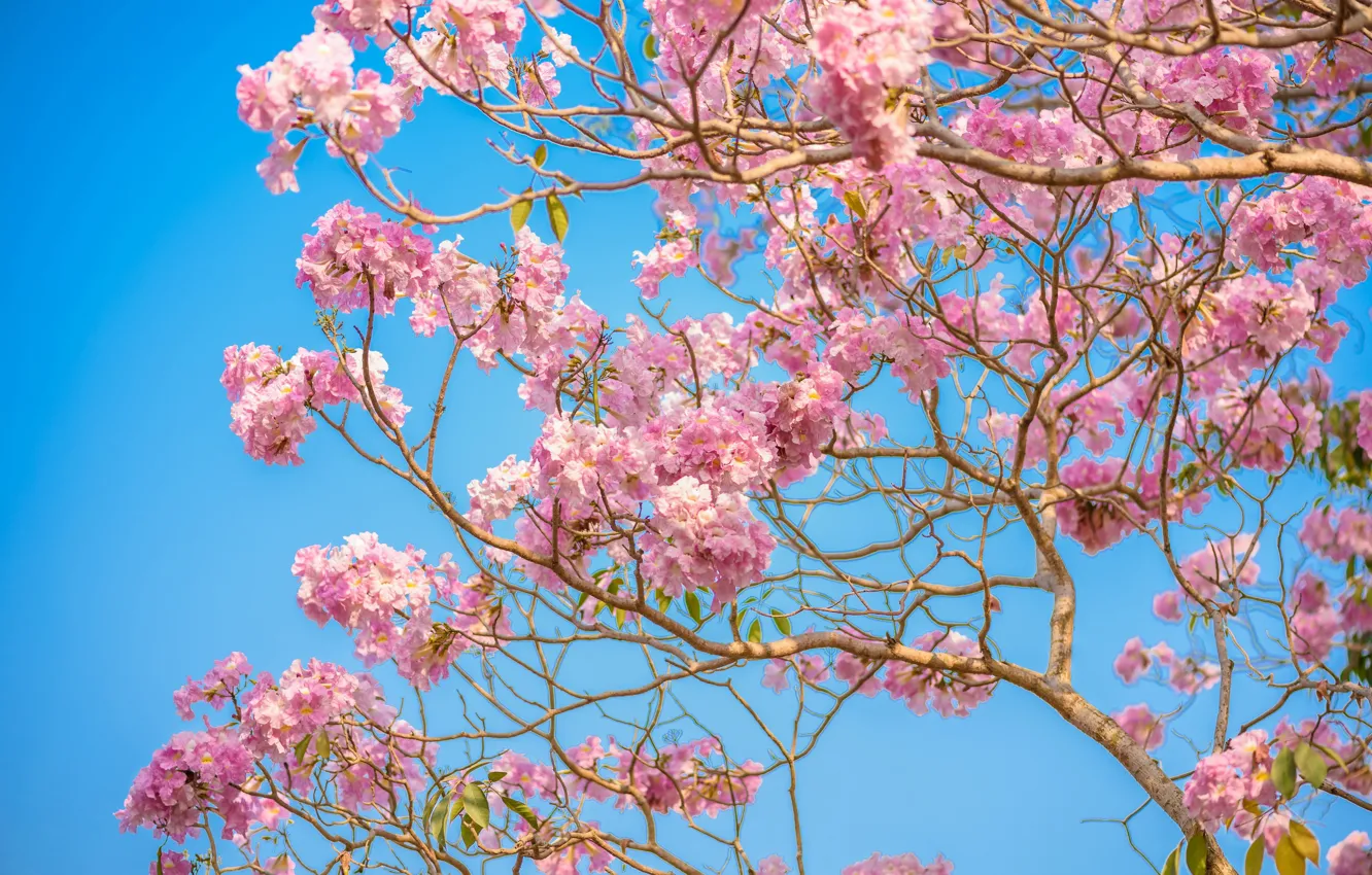Photo wallpaper flowers, branches, spring, pink, flowering, pink, blossom, flowers