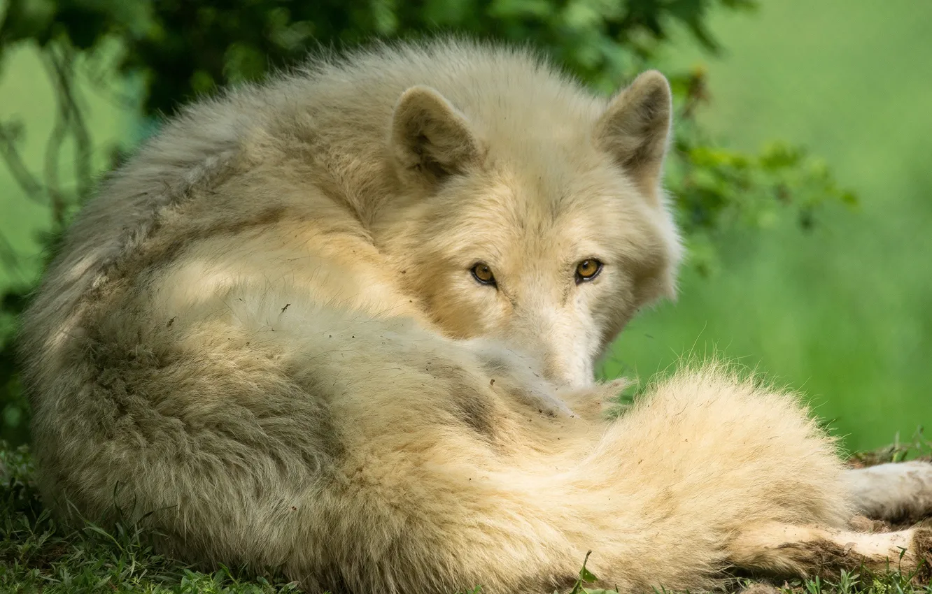 Photo wallpaper white, look, face, wolf, lies, Arctic, polar